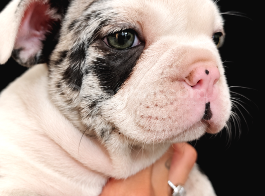 Özel Desenli Merle French Bulldog Show Kalite Yavrumuz görsel