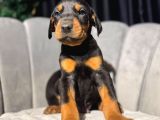 Her Renk King Doberman Yavrular Sizlerle