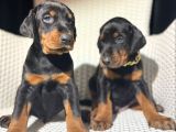 Her Renk King Doberman Yavrular Sizlerle