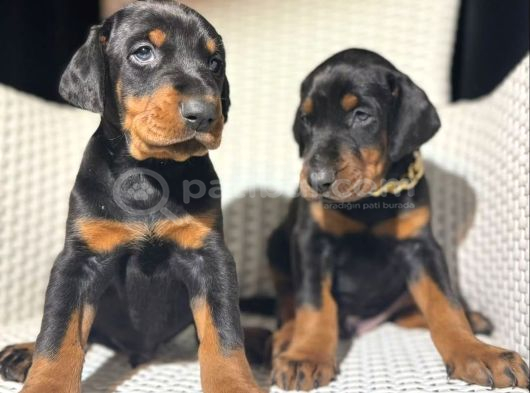 Her Renk King Doberman Yavrular Sizlerle