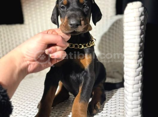 Her Renk King Doberman Yavrular Sizlerle görsel