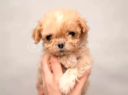 Kahve Tonlu Malti̇poo Ci̇nsi̇ Yavrular görsel