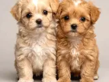 Kahve Tonlu Malti̇poo Ci̇nsi̇ Yavrular
