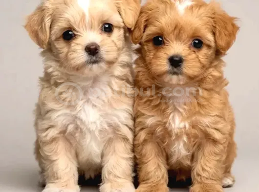 Kahve Tonlu Malti̇poo Ci̇nsi̇ Yavrular