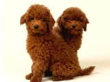 Red Toy Poodle Sevi̇mli̇ Yavrular