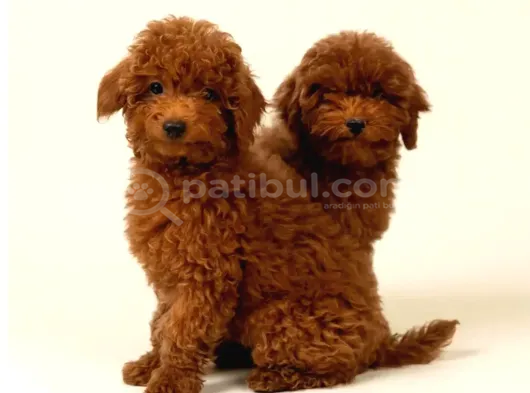 Red Toy Poodle Sevi̇mli̇ Yavrular
