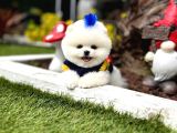 Bakanlık Onaylı Çiftliğimizden Ayı Surat Pomeranian Boo