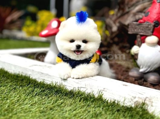 Bakanlık Onaylı Çiftliğimizden Ayı Surat Pomeranian Boo görsel