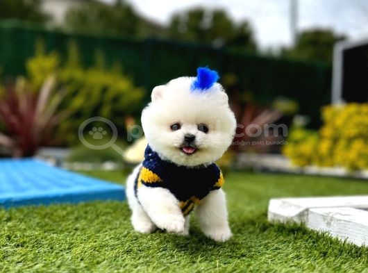 Bakanlık onaylı Çiftliğimizden ayı Surat Pomeranian Boo