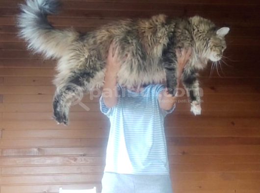 Geleceğin Şampiyon Adayı Safkan Secereli Mainecoon görsel