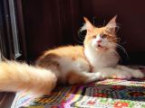 Geleceğin Şampiyon Adayı Safkan Secereli Mainecoon
