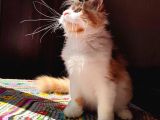 Geleceğin Şampiyon Adayı Safkan Secereli Mainecoon