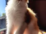 Geleceğin Şampiyon Adayı Safkan Secereli Mainecoon