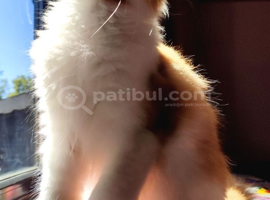 Geleceğin Şampiyon Adayı Safkan Secereli Mainecoon görsel
