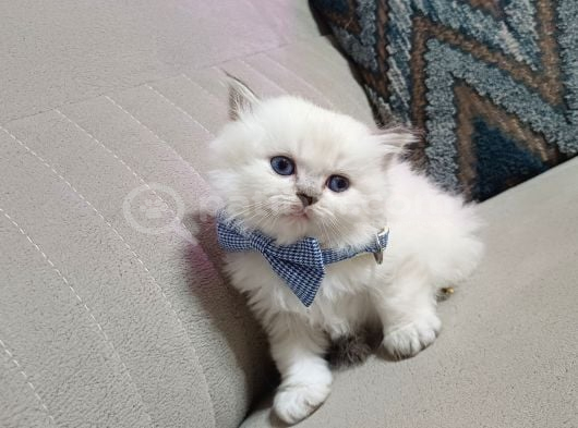 Safkan Bebeklerim