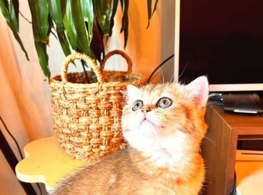 British Shorthair Golden Secereli Yavrular görsel