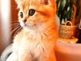 British Shorthair Golden Secereli Yavrular