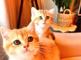 British Shorthair Golden Secereli Yavrular