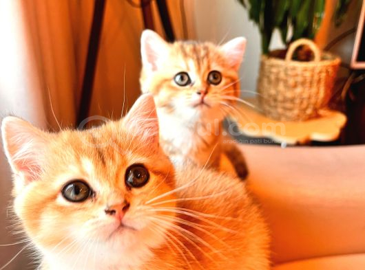 British Shorthair Golden Secereli Yavrular görsel