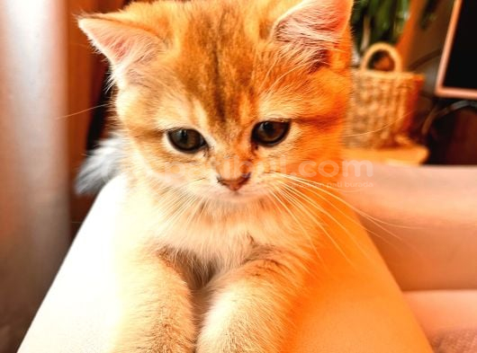 British Shorthair Golden Secereli Yavrular görsel