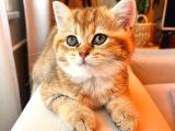 British Shorthair Golden Secereli Yavrular