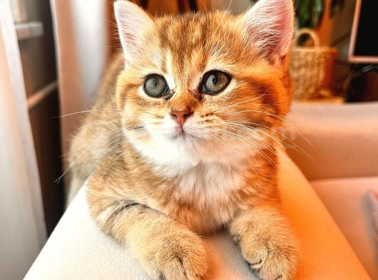 British Shorthair Golden Secereli Yavrular