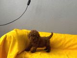 Sağlık Ve Irk Garantili Toy Poodle Bebeklerim