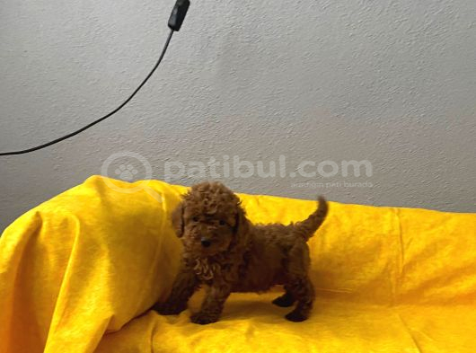 Sağlık Ve Irk Garantili Toy Poodle Bebeklerim görsel