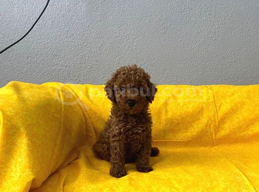 Sağlık Ve Irk Garantili Toy Poodle Bebeklerim görsel