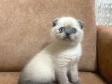 Blue Point Scottish Fold Yavrular