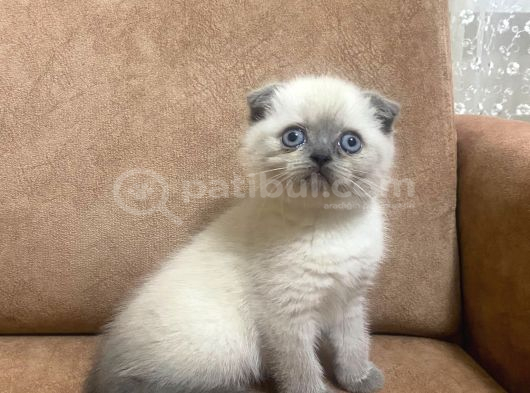 Blue Point Scottish Fold Yavrular