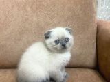 Blue Point Scottish Fold Yavrular