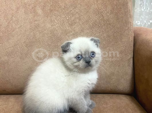 Blue Point Scottish Fold Yavrular görsel
