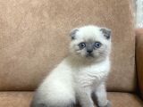 Blue Point Scottish Fold Yavrular