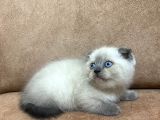 Blue Point Scottish Fold Yavrular
