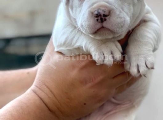 Kali̇teli̇ Bully Mi̇x Bebekler görsel