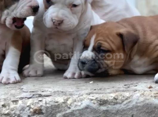 Kali̇teli̇ Bully Mi̇x Bebekler görsel