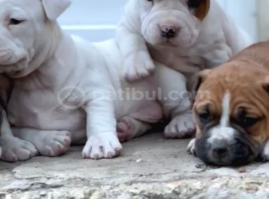 Kali̇teli̇ Bully Mi̇x Bebekler görsel