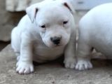 KALİTELİ BULLY MİX BEBEKLER