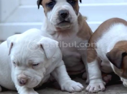 Kali̇teli̇ Bully Mi̇x Bebekler görsel