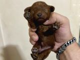 T-Cup Toy Poodle Yavrularim