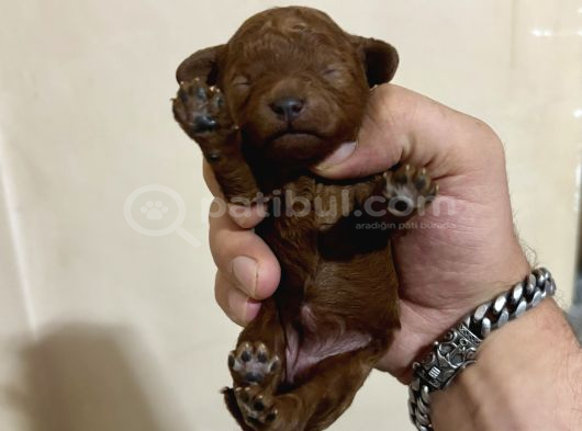 T-Cup Toy Poodle Yavrularim