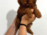 Microteacup Korea Poodle Yavrular
