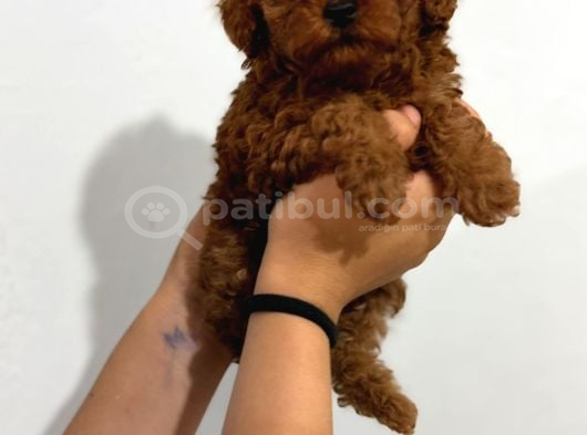 Microteacup Korea Poodle Yavrular görsel