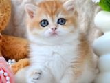 Golden British Shorthair