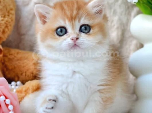 Golden British Shorthair görsel