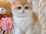 Golden British Shorthair