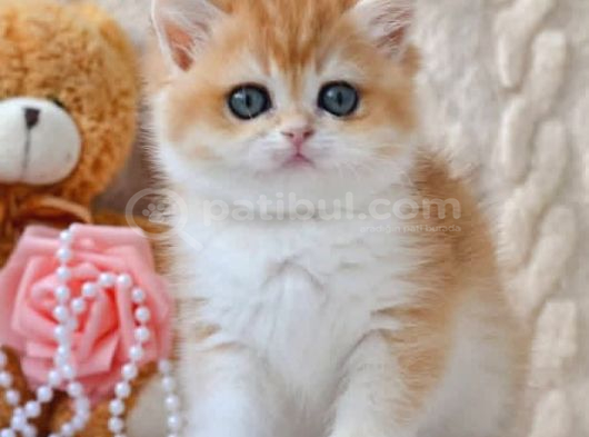 Golden British Shorthair görsel