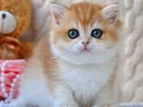 Golden British Shorthair