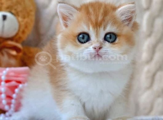 Golden British Shorthair